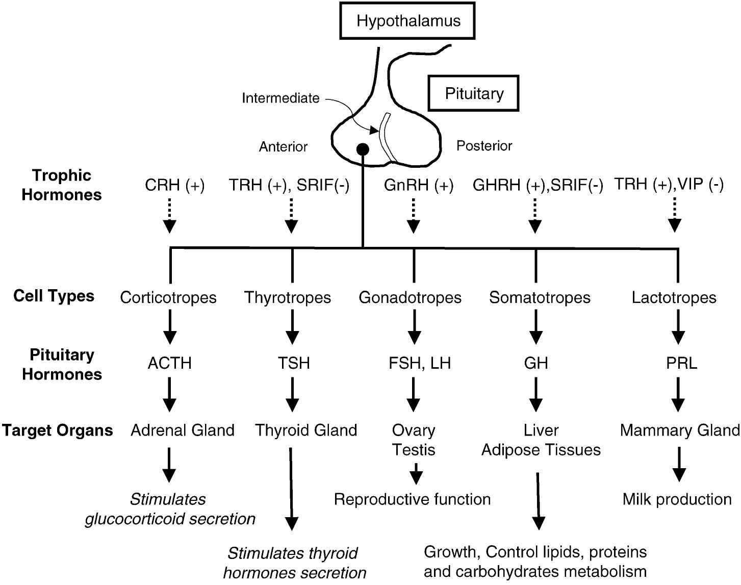 Figure 2 - from Pituitary cell lines and their endocrine