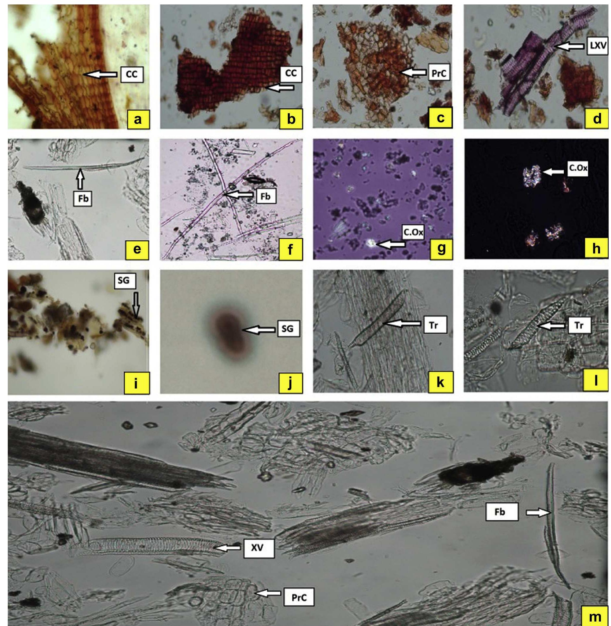 (PDF) Quality control standardization of the roots of Potentilla ...