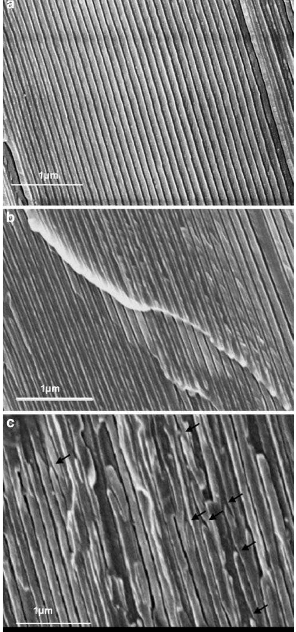 Typical cross-sectional fesem images of anodic alumina after