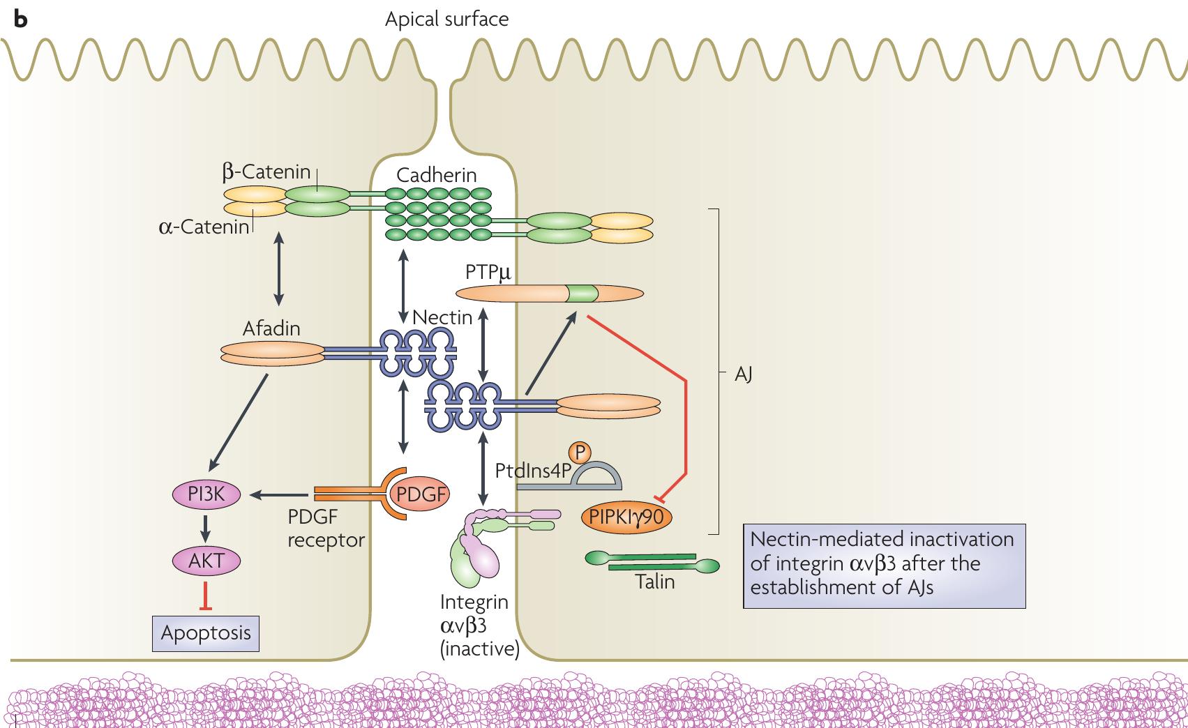 (PDF) Nectins and nectin-like molecules: roles in contact inhibition of ...