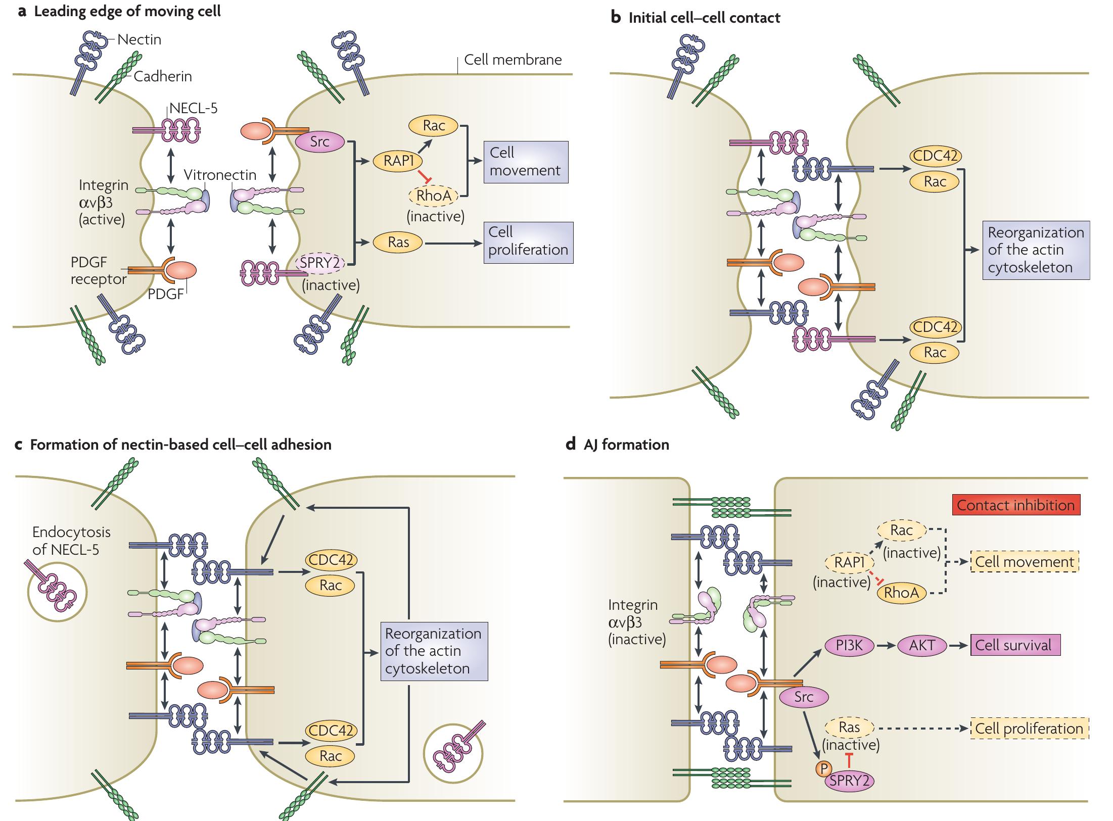 (PDF) Nectins and nectin-like molecules: roles in contact inhibition of ...
