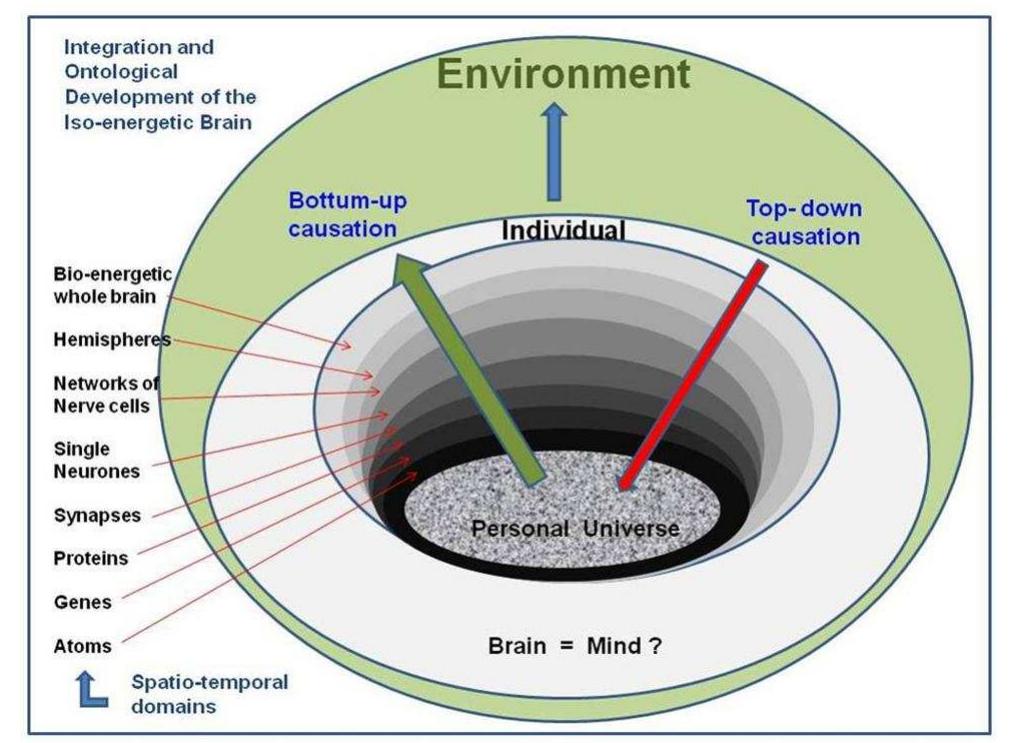 (PDF) The Extended Brain: Cyclic Information Flow in a Quantum Physical ...