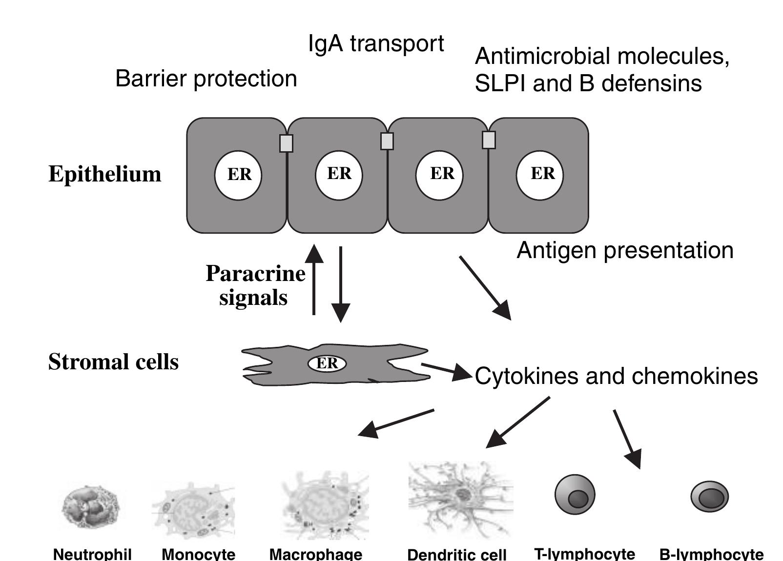 (PDF) Epithelial Cells in the Female Reproductive Tract: a Central Role ...