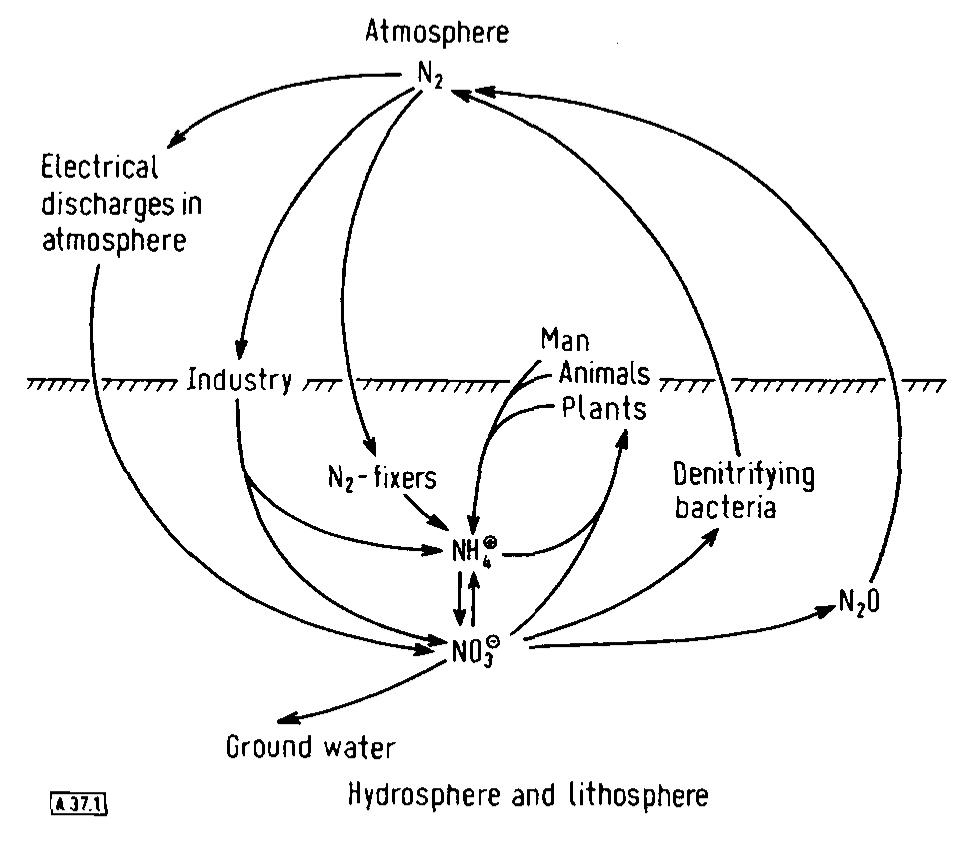 Figure 1 - from Fixation of Atmospheric Nitrogen by