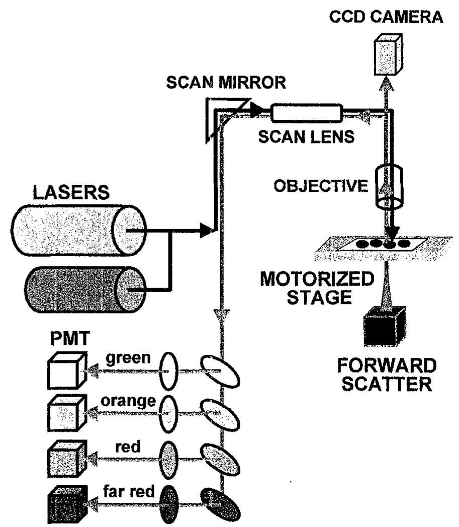 Figure 1 - from Flow cytometry in analysis of cell cycle and