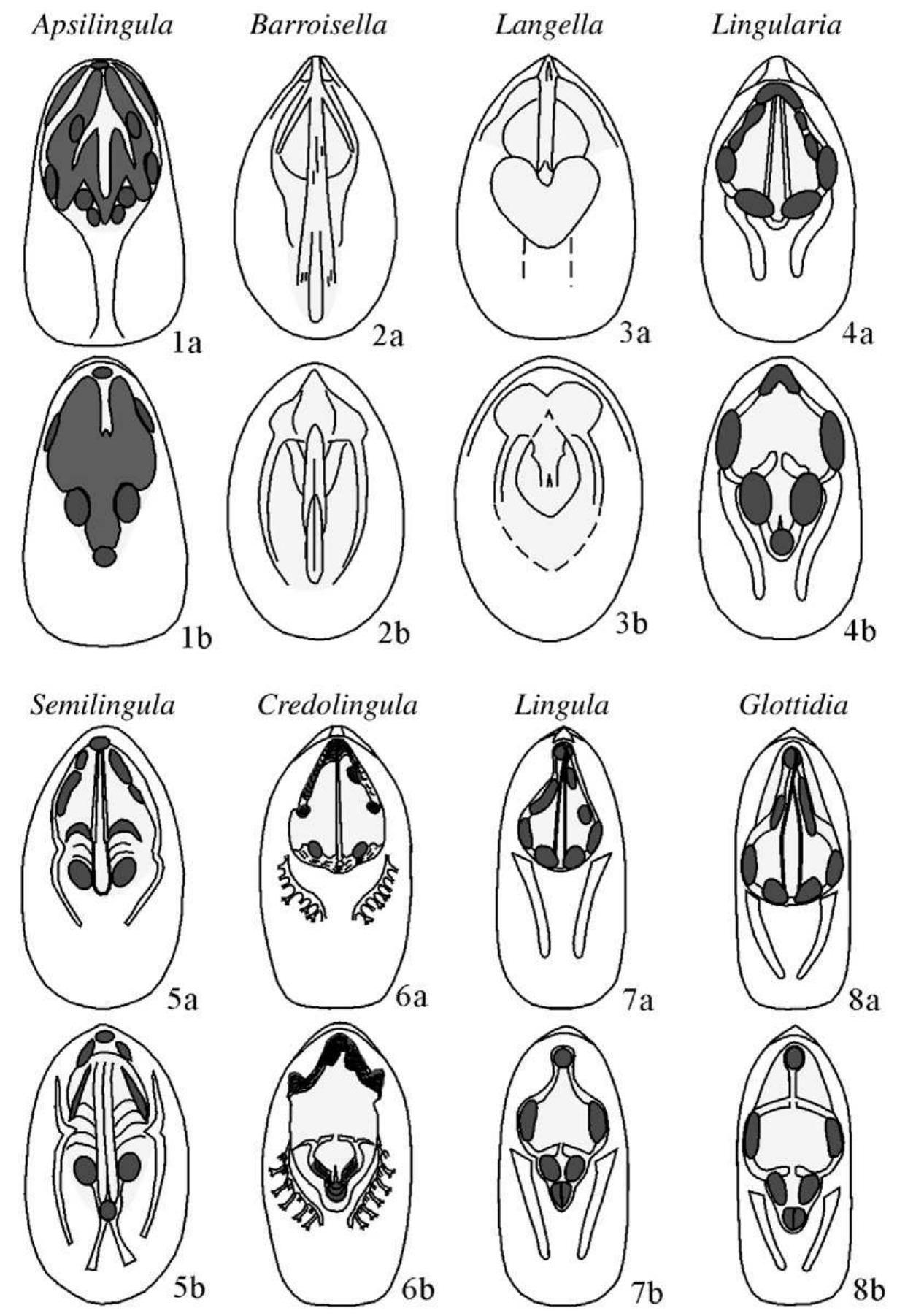 (PDF) How and why did the Lingulidae (Brachiopoda) not only survive the ...