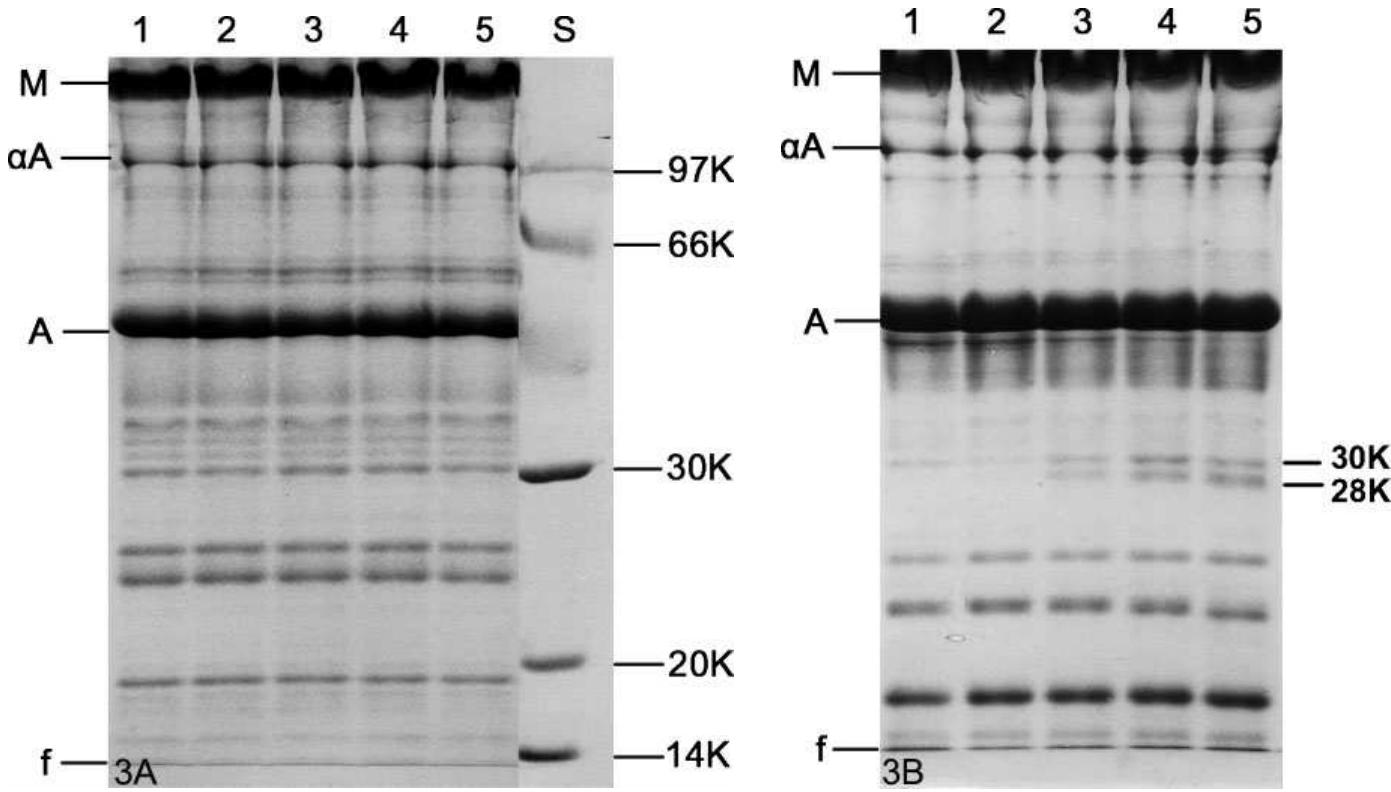 セブンイレブン 冬ギフト 2025 Effect PDF) of and storage refrigerated lyophilisation, ウエイトトレーニング