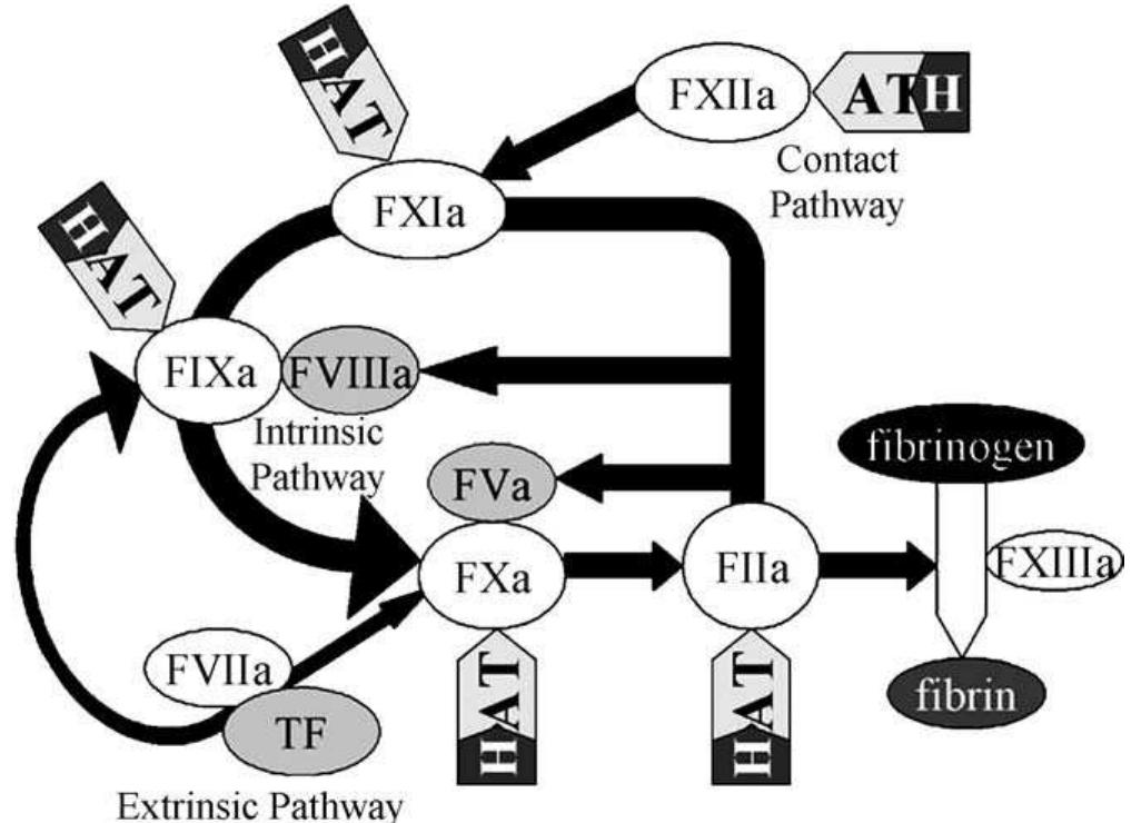 Ats Injecton Mechanism of action of heparin. for simplicity, only the