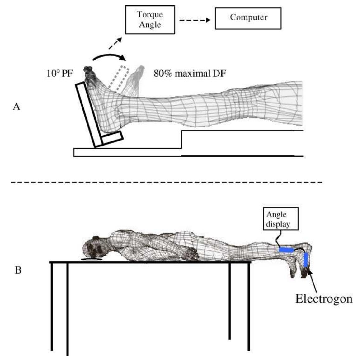 pdf-ankle-joint-proprioception-and-passive-mechanical-properties-of