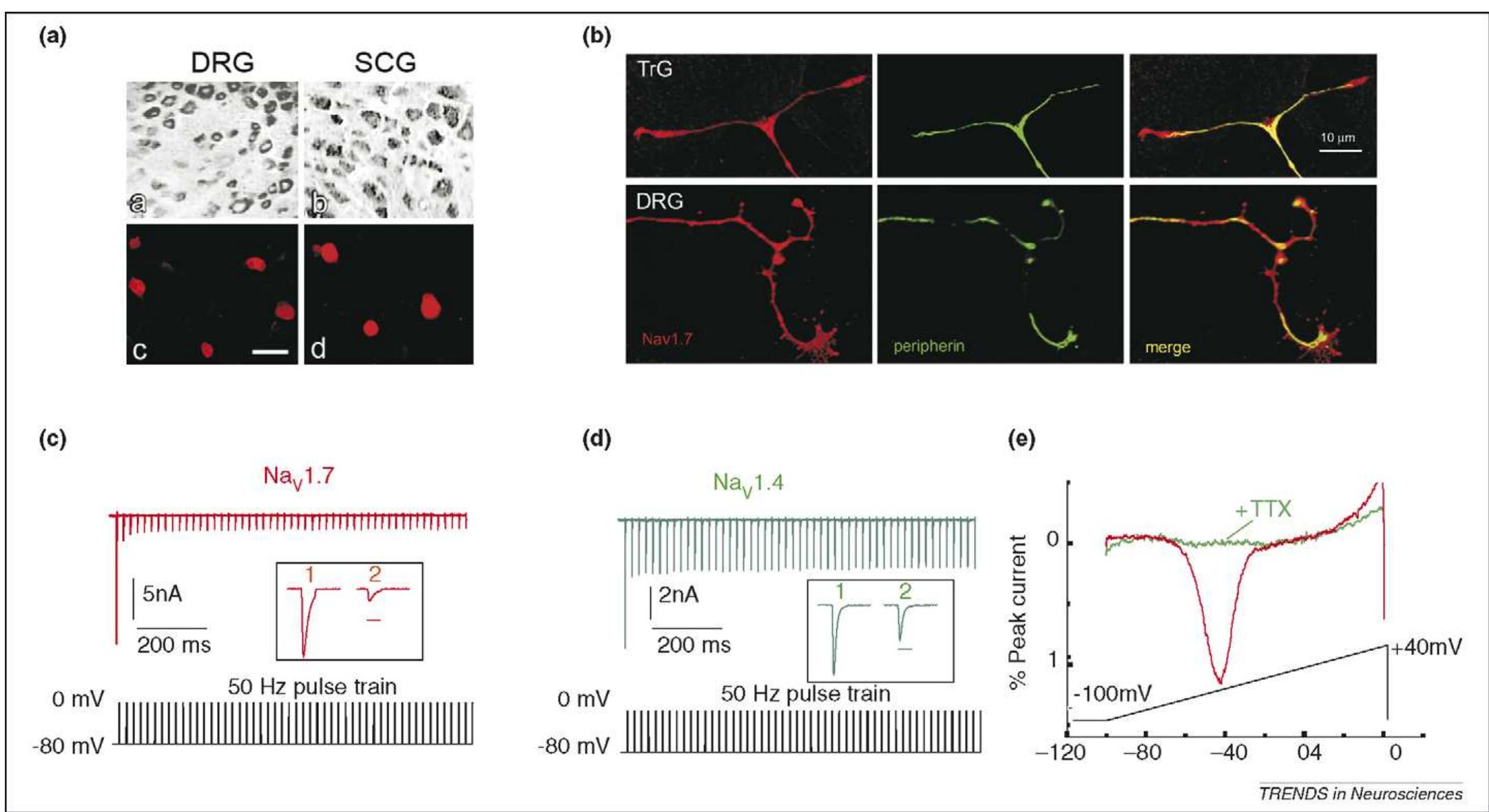 Na,1.7 is produced in drg and scg neurons, accumulates at