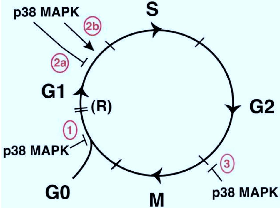 (PDF) Cell cycle regulation by p38 MAP kinases