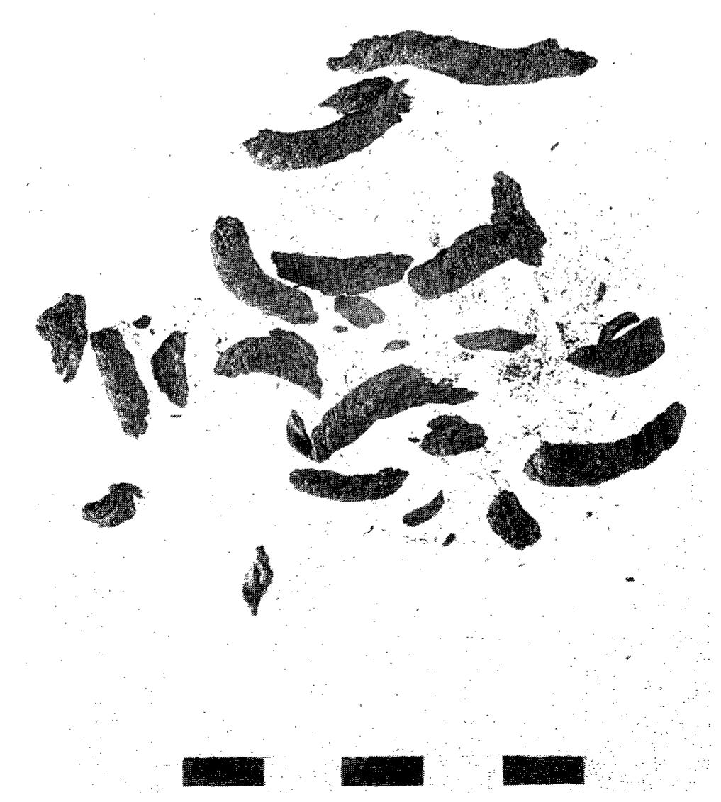 Fig. 17. Remains of carbonized ropes found in the holes of two ‘perforated stones 