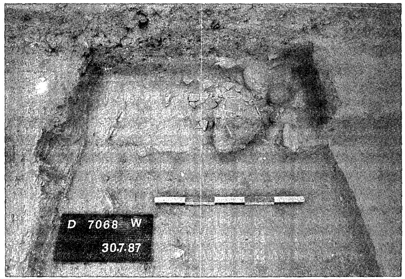 Fig. 25. Area D. A human skull lying on a Level VI floor, from east. 