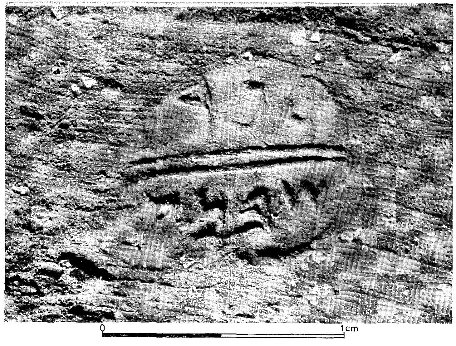Fig. 41. A private seal impression Inr/’] / Sbn’. 