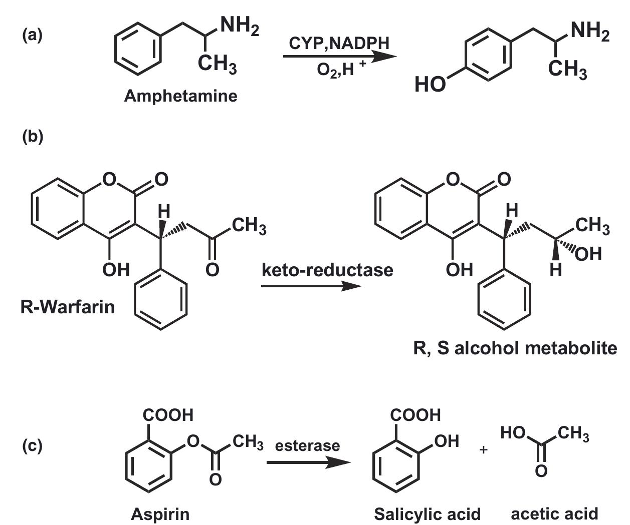Hydroxylation Example Figure 9 - from Biotransformations in Drug Metabolism