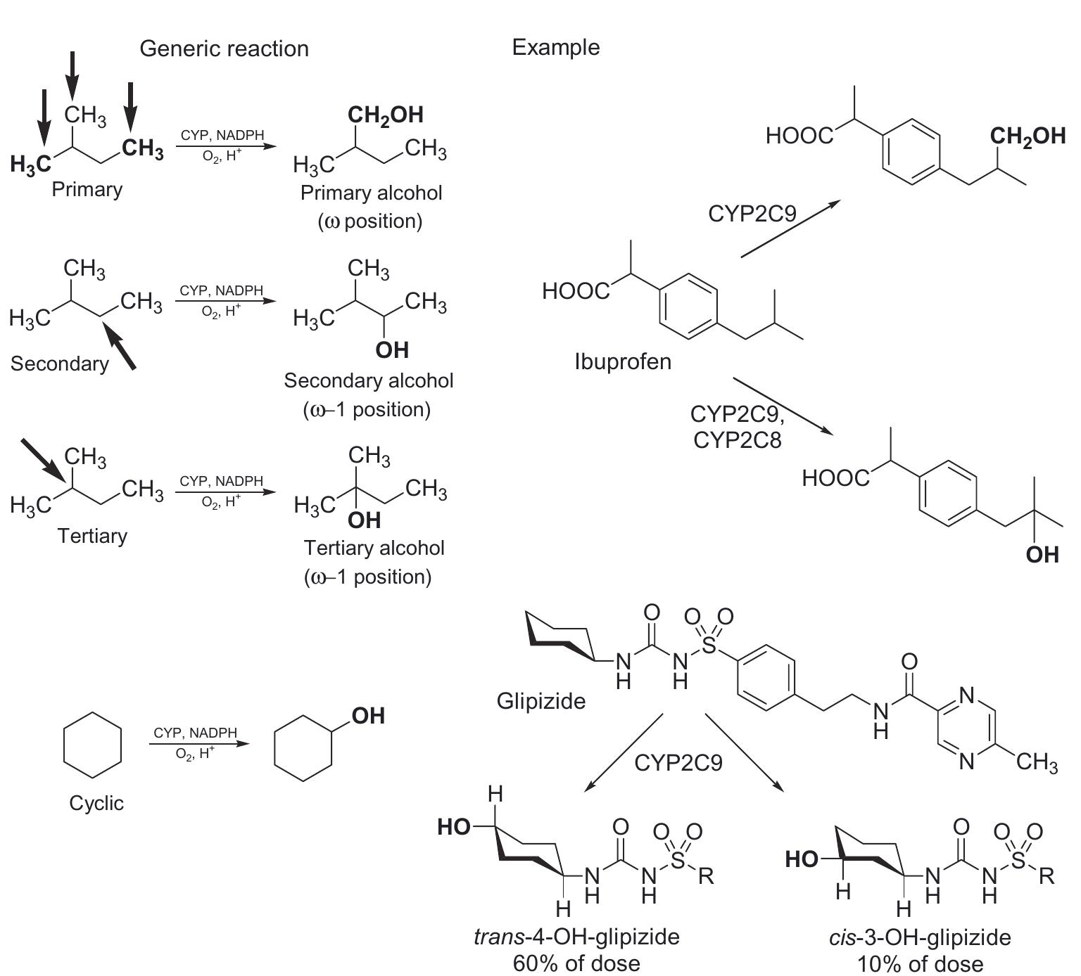 Hydroxylation Example Figure 10 - from Biotransformations in Drug Metabolism