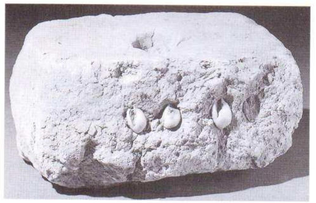 Figure 2. Podium inset with shells. From Ur,  shell, bone, pottery and china — were being used in  clay at modern al-Hiba to afford protection against the evil eye. 