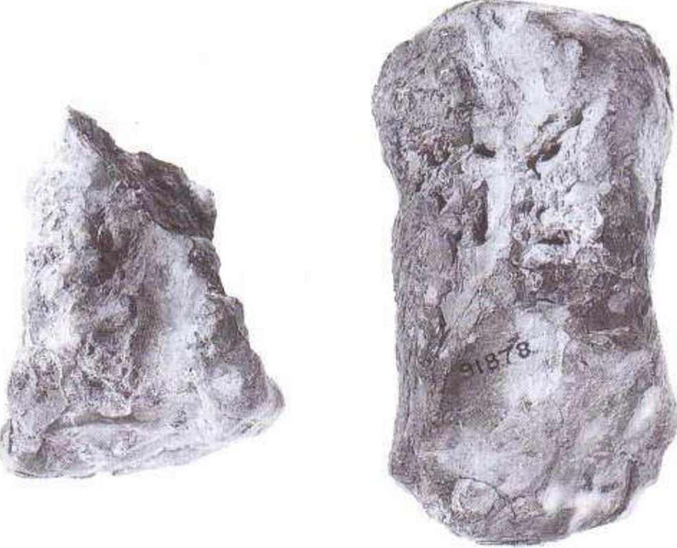 Figure 16. Reverse of bearded heads: see Figure 15. 