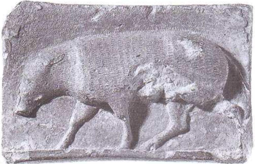 Figure 19. Obverse of tablet showing pig, From northern Babylonia.  The sixth piece is virtually complete, Figures 19- 20. It is a plano-convex tablet of brown clay, but the 