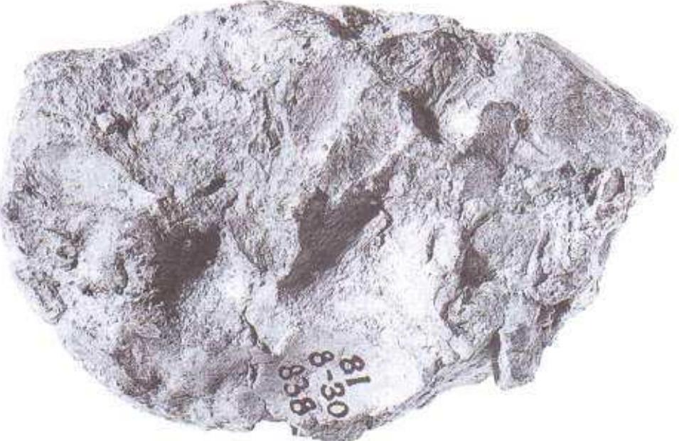 Figure 18, Reverse of bull’s head: see Figure 17.  there may not be much broken away above. The back is irregular, Figure 18, but there are finger-marks and 