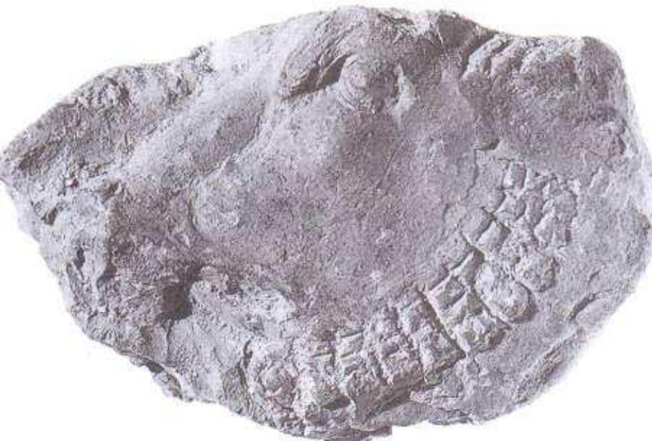 Figure 17. Bull’s head. From northern Babylonia. 