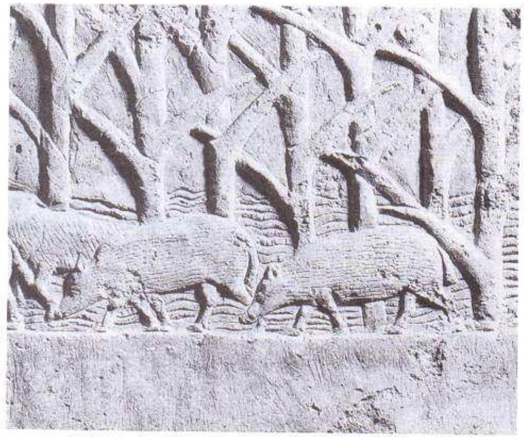 Figure 21. Pig on stone wall-panel. From Nineveh.  surface is a uniform black. Rassam bought it in Bagh- dad in 1877, when Babylon and Borsippa were perhaps the only Babylonian sites being mined for tablets. One face is flat but for the relief figure of a pig on a groundline, The convex face bears the following cunei- form inscription of Neo-Babylonian or possibly Achae- menid date: sa "a-ZA-ru A é-sag-il-a-a. Dr Irving Finkel, to whom I am indebted for the transliteration, remarks that Azaru is a West Semitic name and Esagi- laya a patronymic or family name. My late colleague Mr Pinches, who recorded the arrival of this tablet in the museum, added to his entry the following note: [Modelled] by Azaru, “a son of E-saggil”. So he regarded the name as being that of the artist. An alternative, offered by Van Buren (1930: 178), is that it was made for rather than by Azaru, because he required the piece for dedication. The pig is reminis- cent of swine carved on an alabaster wall-panel of 700 