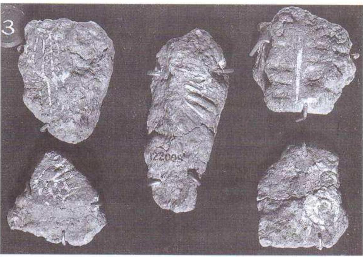 Figure 30. Gold leaf adhering to mud. From Nimrud  rial, presumably wood, to which the inlay has once been glued. Barag (1985: 74), von Saldern (Mallowan 1966: II, 632-3) and Herrmann (1986; I, 266) have discussed comparable glass inlays also from Nimrud. At a few points, where a glass inlay was already lost before the wood and the adhesive between the inlays had perished, the clay has filled the recess and is present as a diamond-shaped or rectangular impression in relief. Triple lines of clay are also present in relief between the rectangles, creating a triglyph and metope design, but none of the triglyph inlays themselves survive, Strips of gold leaf about | mm wide run between the inlays, and on the right gold leaf covered the side of a frame which was raised about 5 mm above the surface of the inlay. The frame suggests that the object might once have been an inlaid tray. 