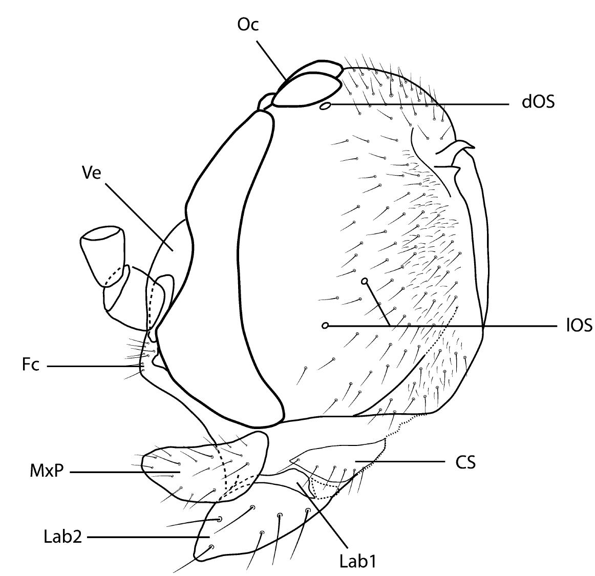 Tregite 9 Rounded (PDF) A review of Anapausis Enderlein (Diptera: Scatopsidae) in the ...