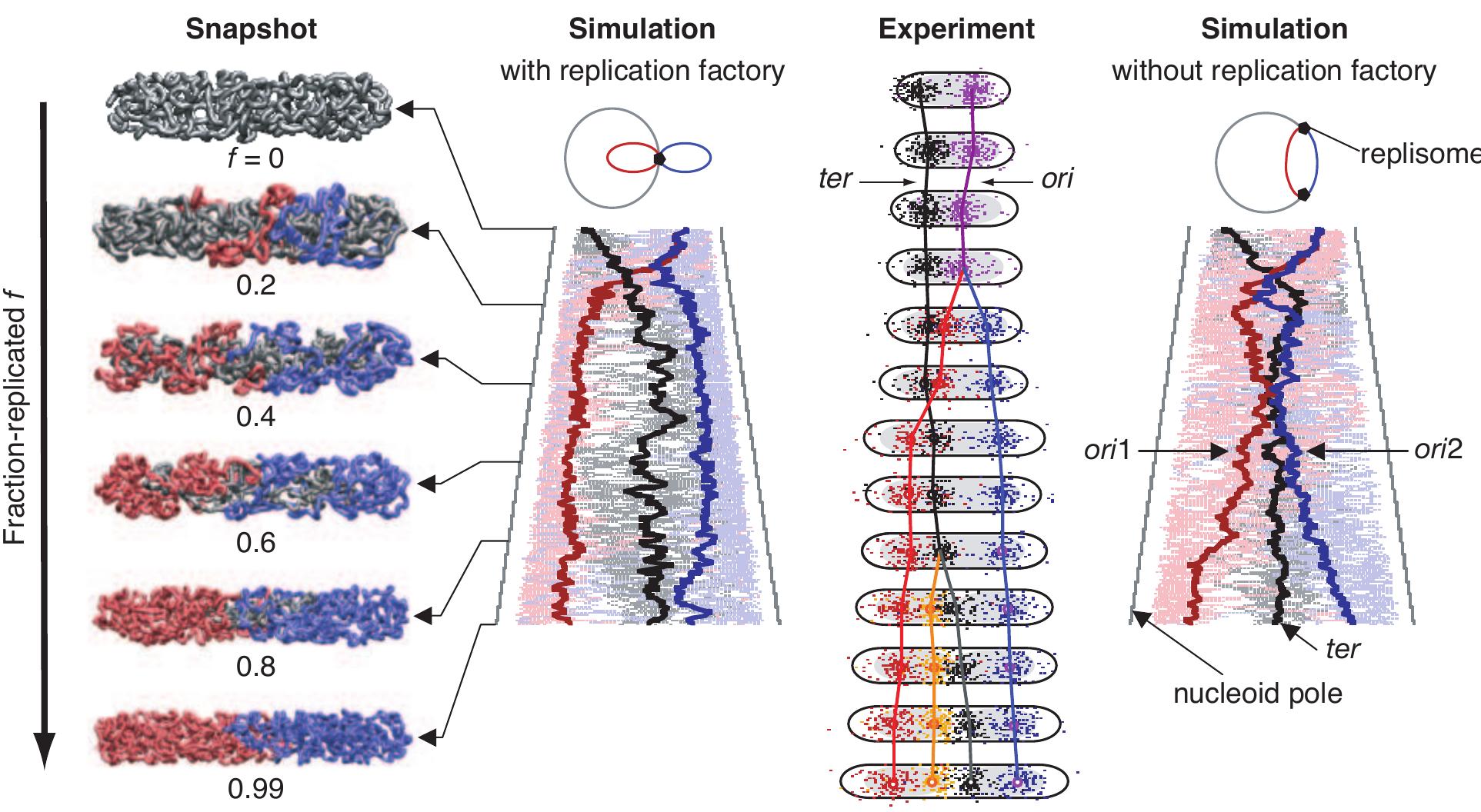 Schematic illustration of the bacterial cell cycle.