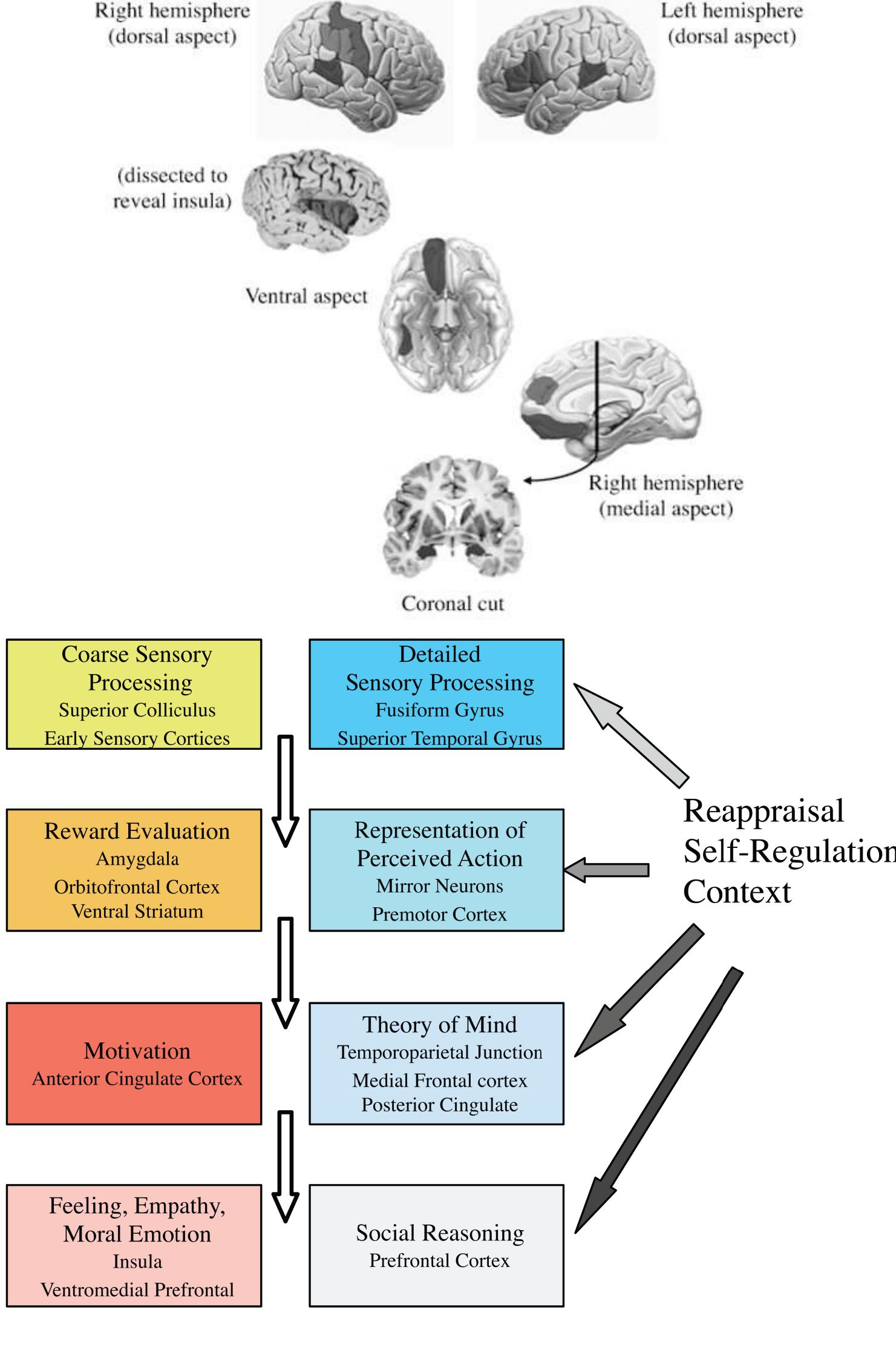 (PDF) The social brain neural basis of social knowledge.pdf