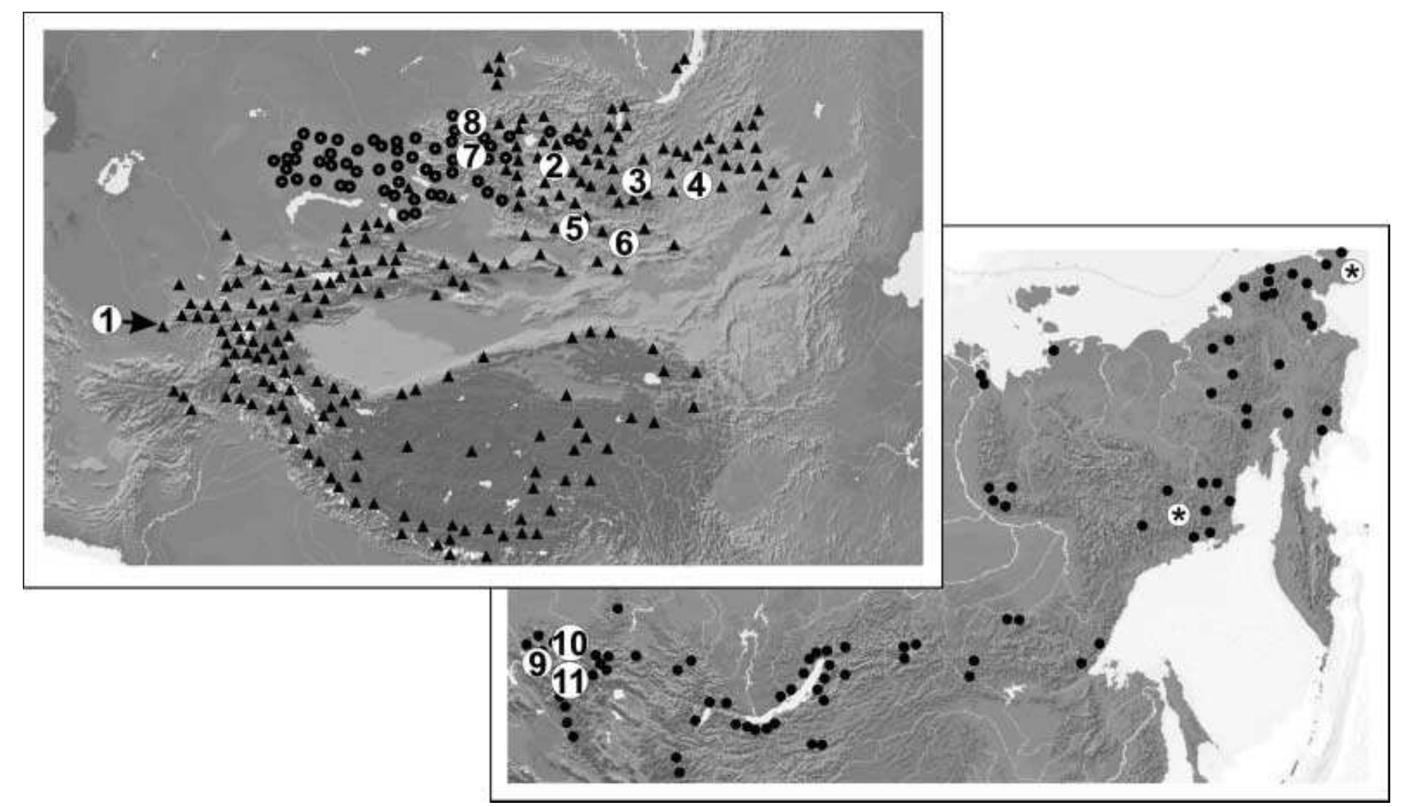(PDF) Molecular phylogeny of the genus Alticola (Cricetidae, Rodentia ...