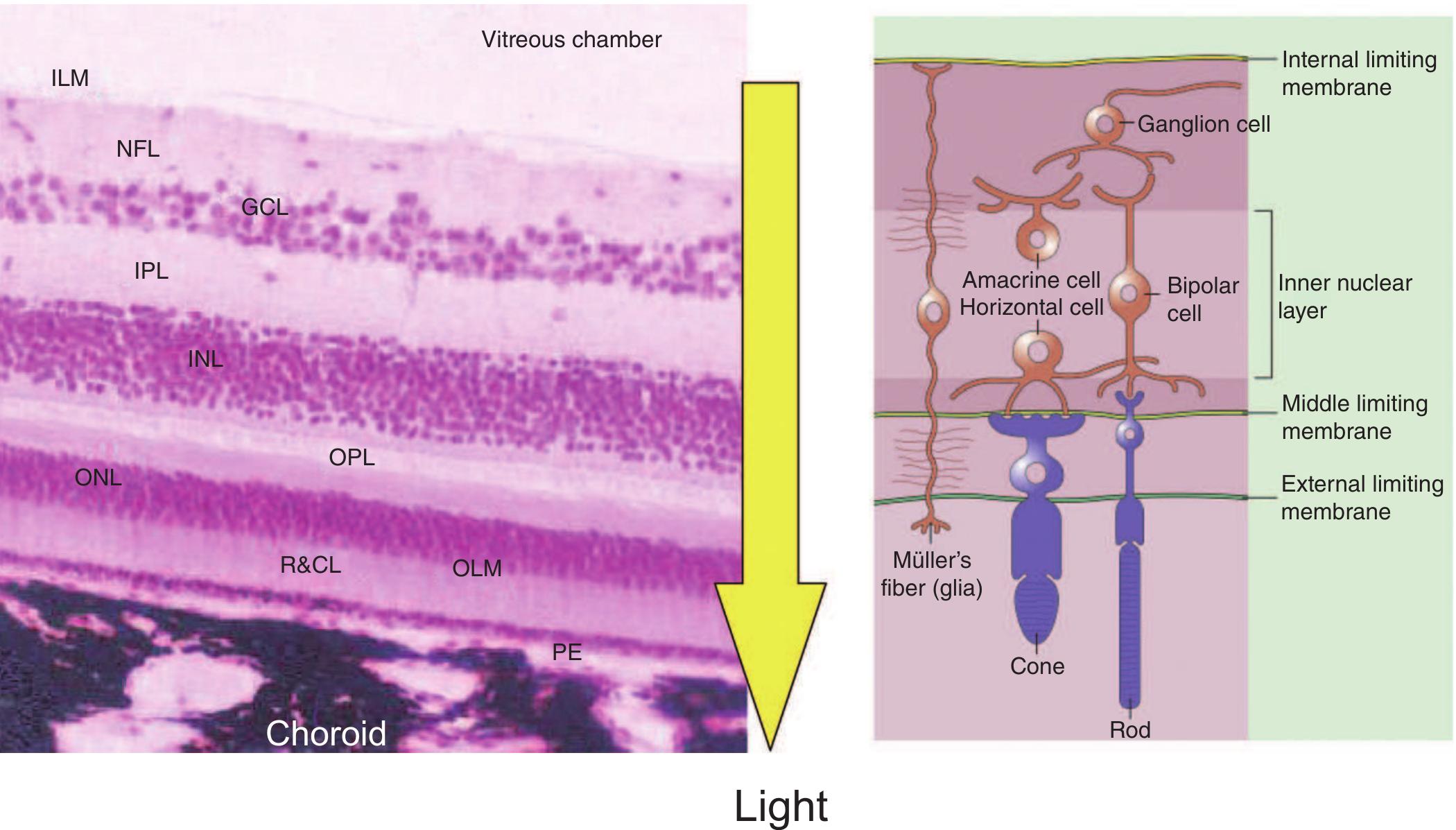 The cells and layers of the retina. gcl, ganglion cell