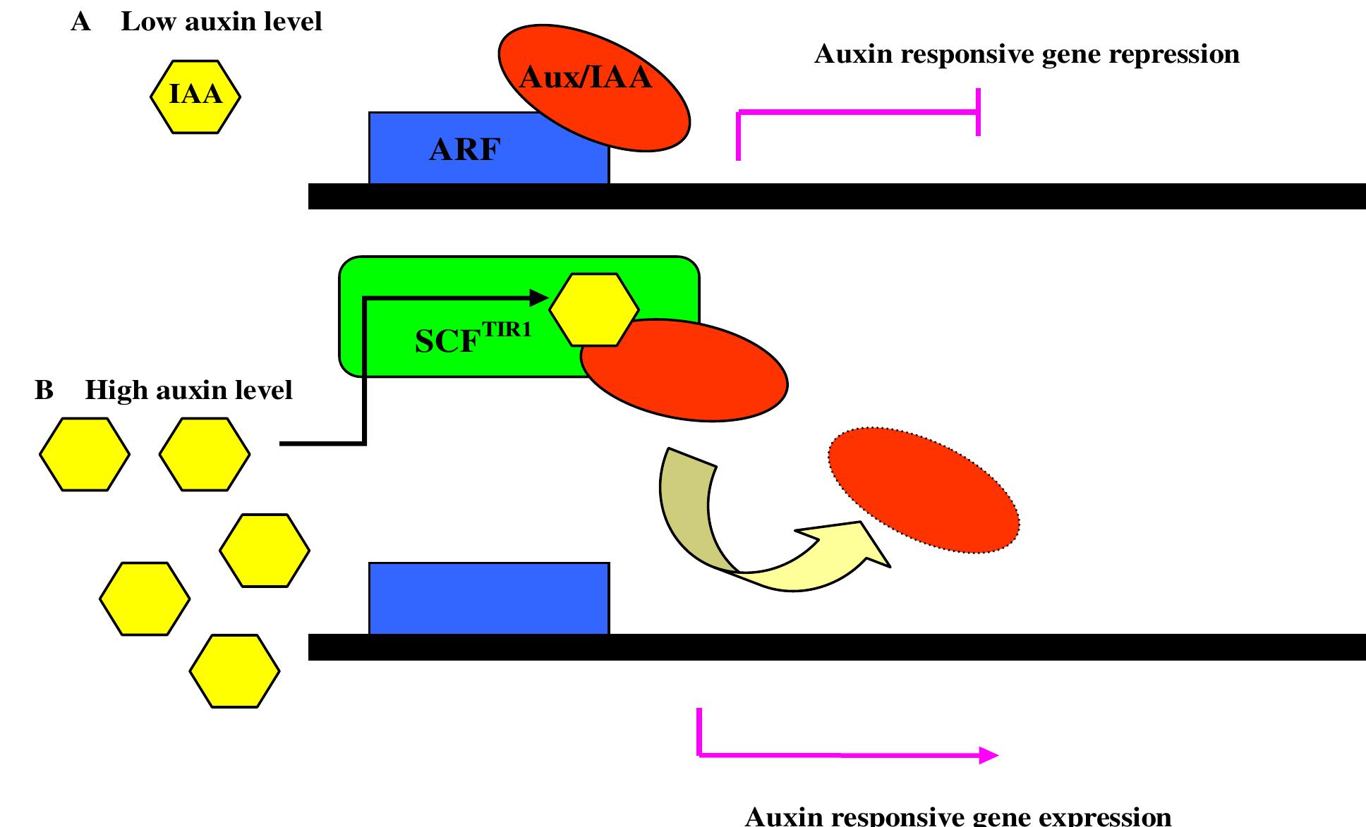 A schematic of iaa signaling pathway