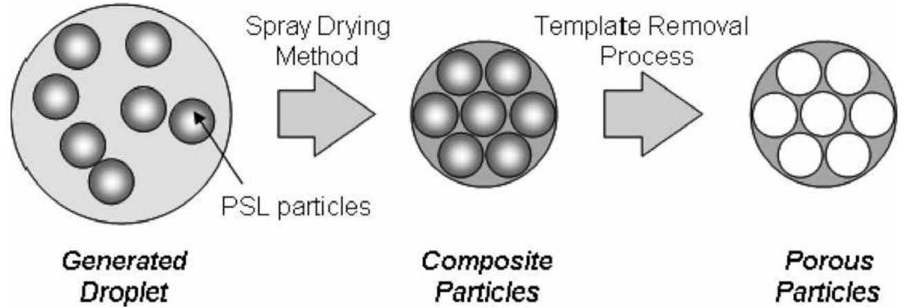 Schematic illustration of the experimental procedure for the