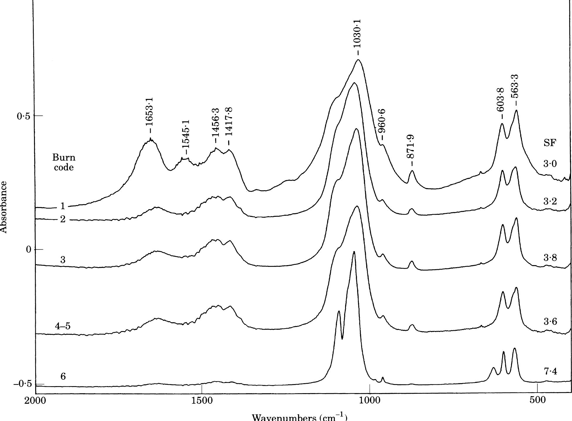 Infra-red spectra of modern bones burned in the fire
