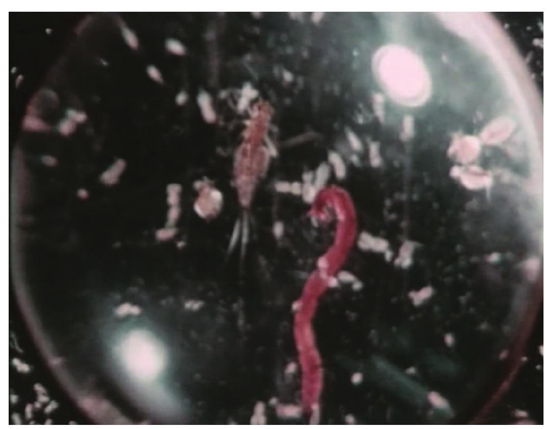 Figure 5. Daphnia and buzzer midges seen through an early magnifying lens 