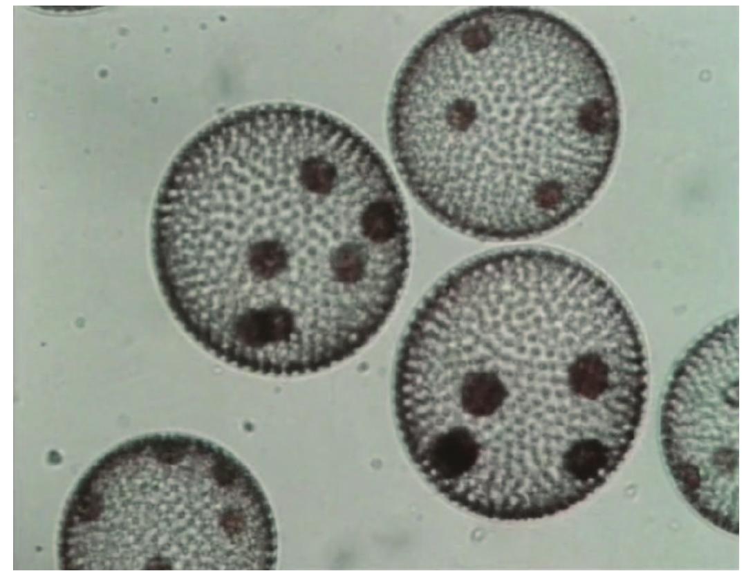 Figure 6. A Volvox colony  To the consternation of Goodfield and Toulmin, Whitehead approached the film’s montage as if it were a Brownian motion ballet. (Whitehead rec- ollects a slightly exasperated Goodfield exclaiming, “This is not a ballet film, Peter!” and fretting that the montage would overwhelm spectators to the detriment of the information within the images and commentary).!” 