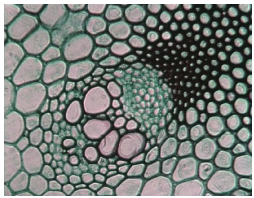 Whitehead’s montage, exhibiting a skill he would develop further in his pop promos and music films, takes full advantages of the resources of rhythmic cutting, creating an additional set of correspondences between shots and between the image track and sound track through the use of cello and harp- sichord pieces by Bach for the early microscopy sections, and an original electronic music score by Anthony Frossard (a protégé of electronic music pioneer Daphne Oram) for the contemporary images of electron micro- scopes, centrifuges, and X-rays. 