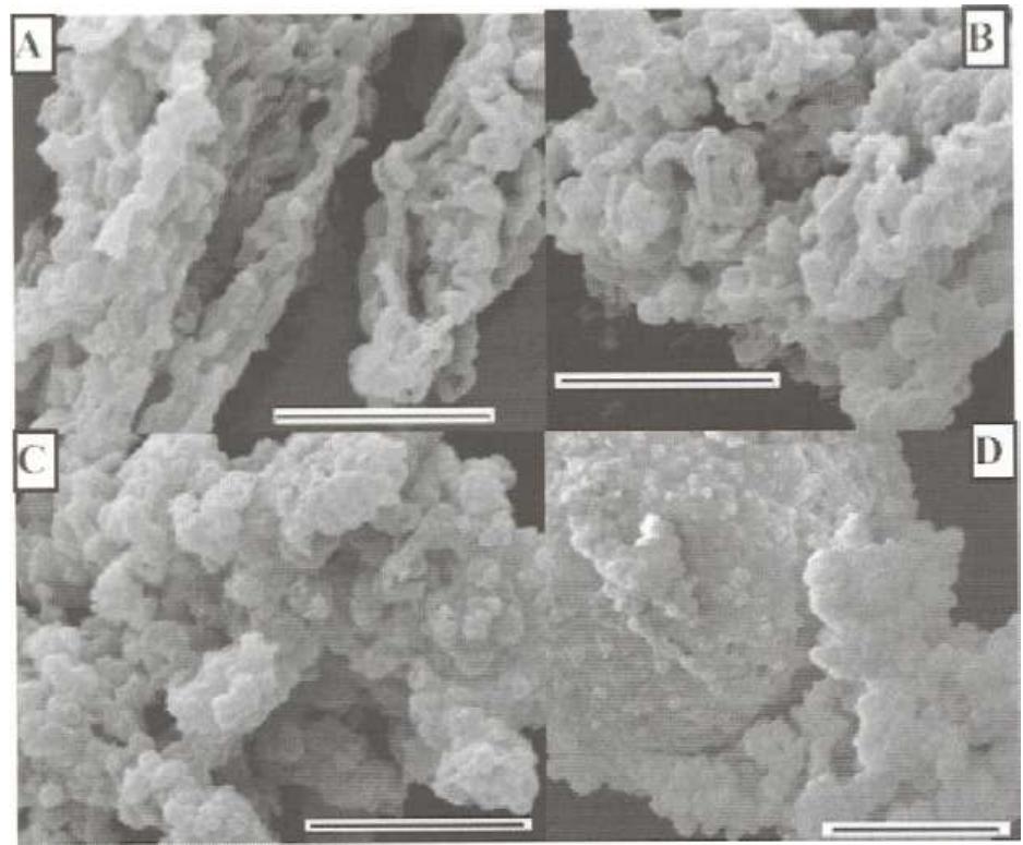 Mosba Sem images for sba-15 (a), nbsba-15-32 (b), nbsba-15-128 (c)