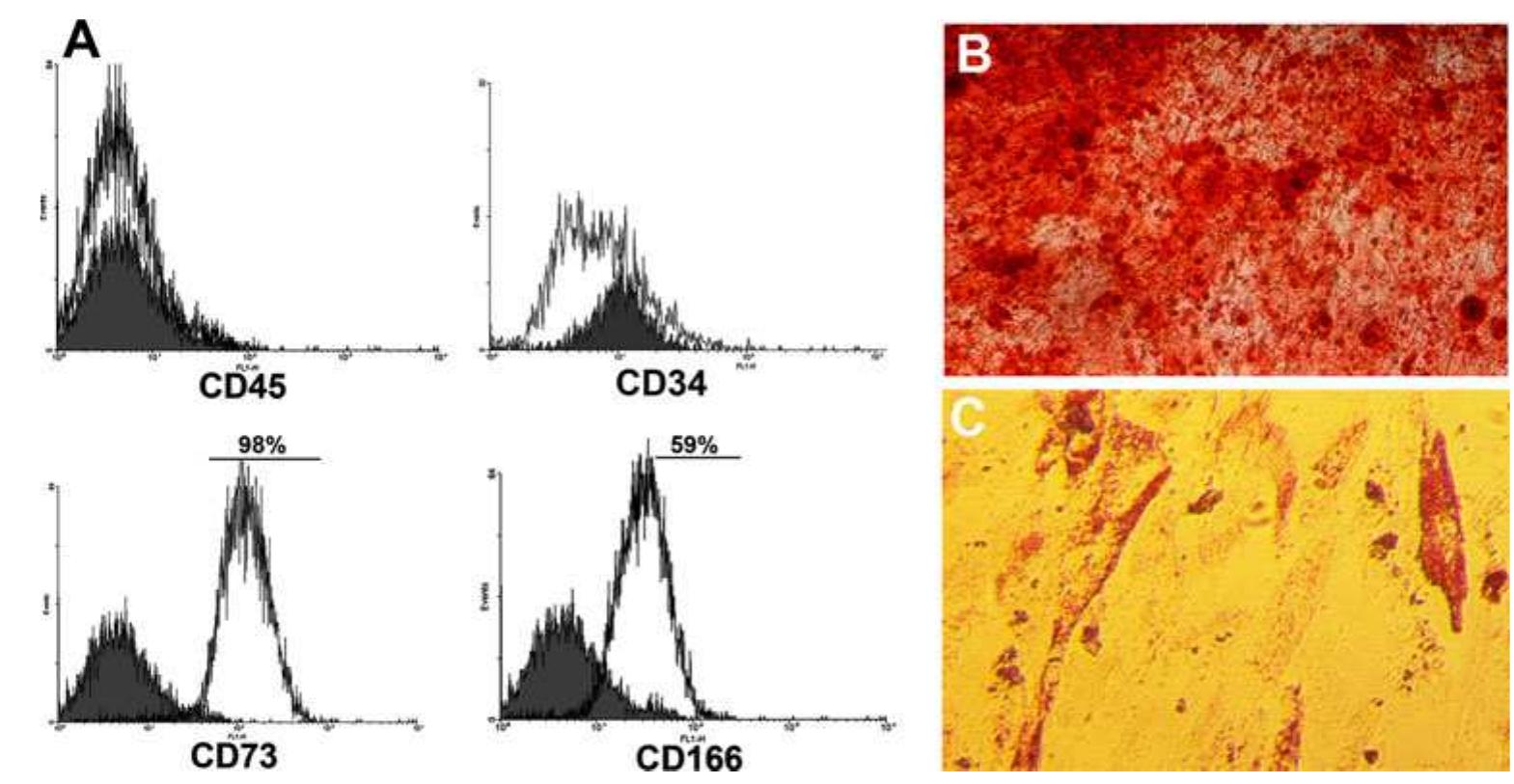 (PDF) Mesenchymal stem cells as an appropriate feeder layer for ...