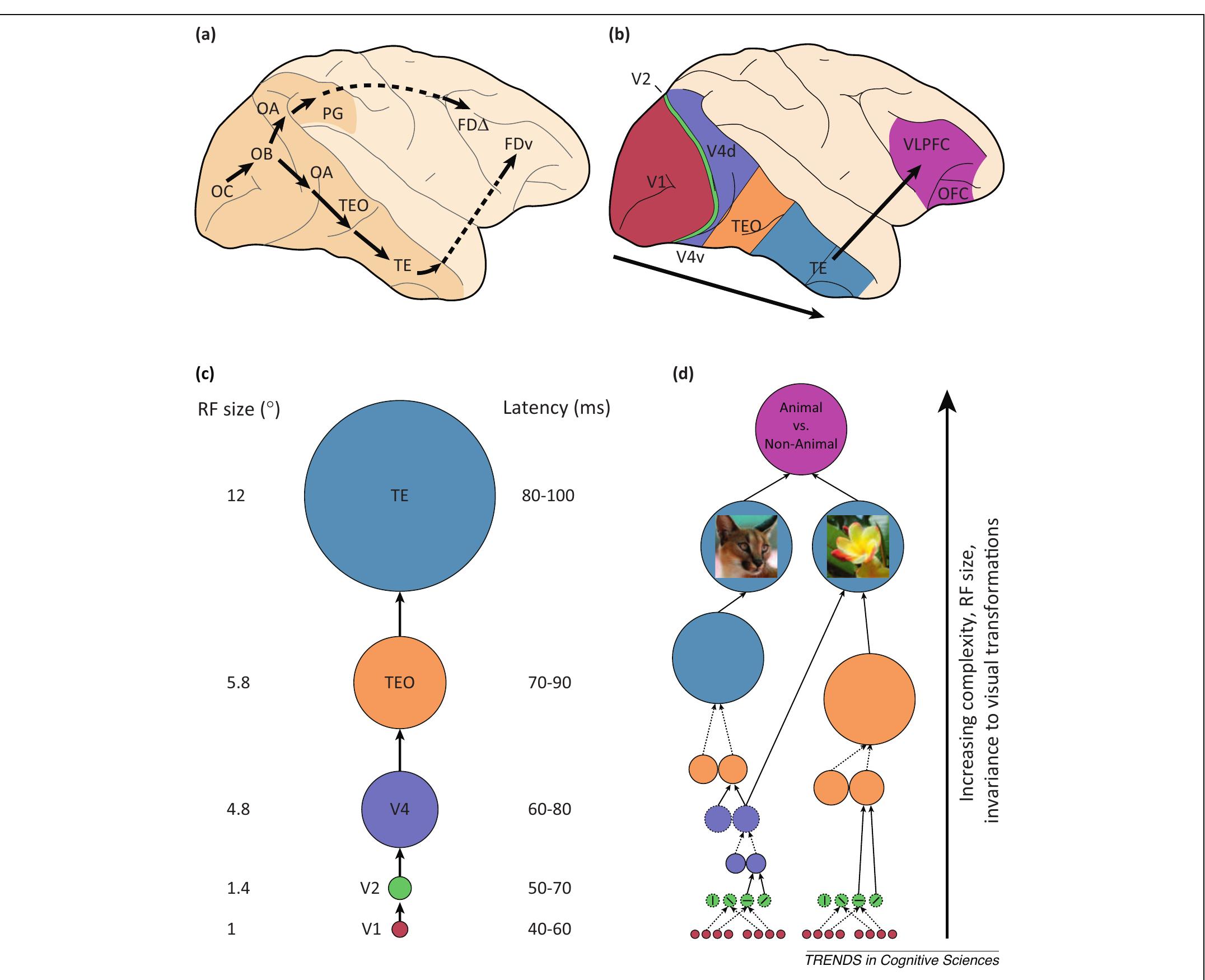 Figure 1 - from The ventral visual pathway: An expanded