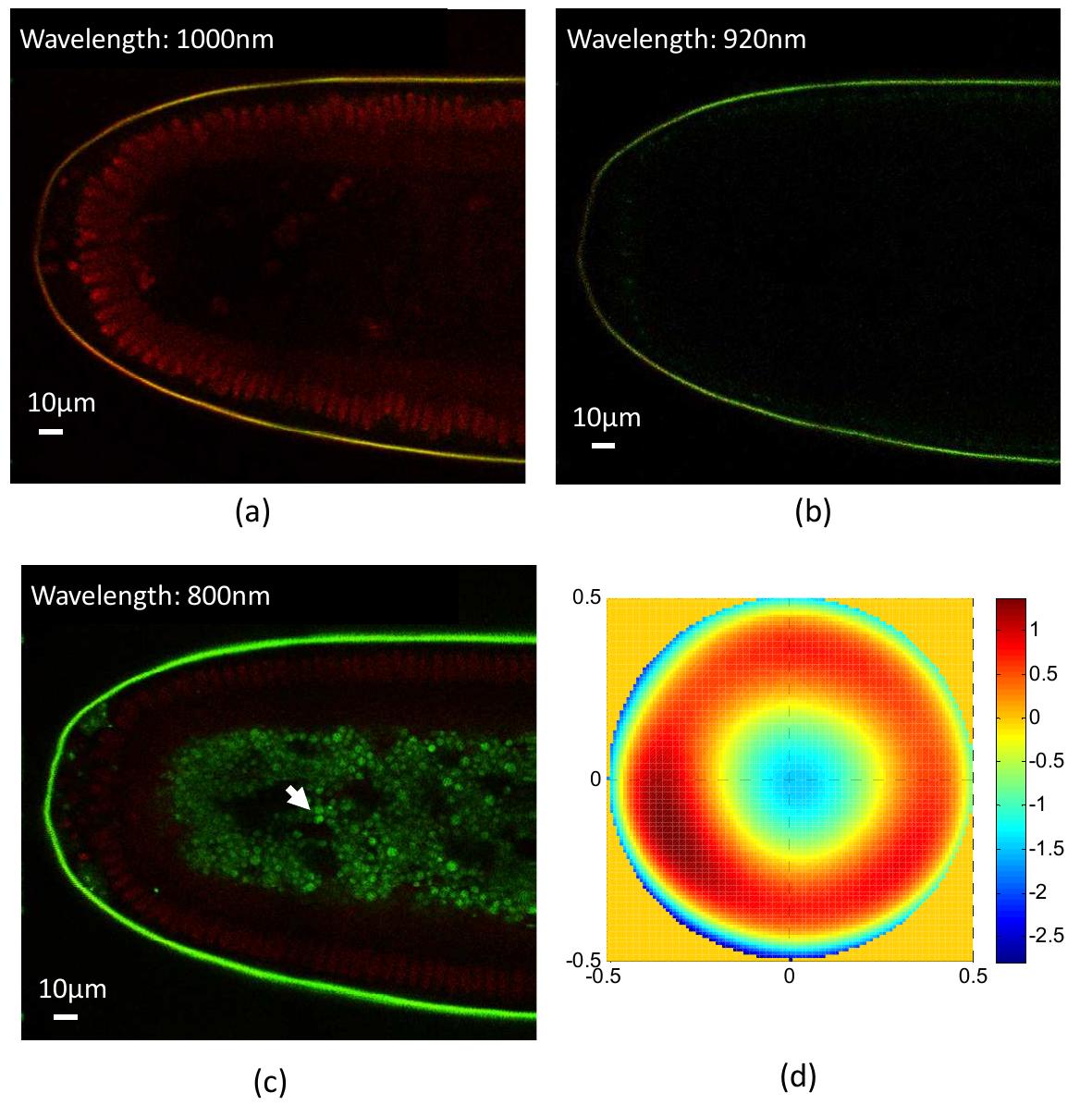 (PDF) Adaptive optics two photon microscopy with direct wavefront ...