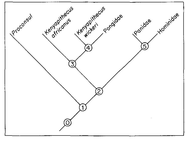(PDF) A new look at Kenyapithecus based on recent discoveries in ...