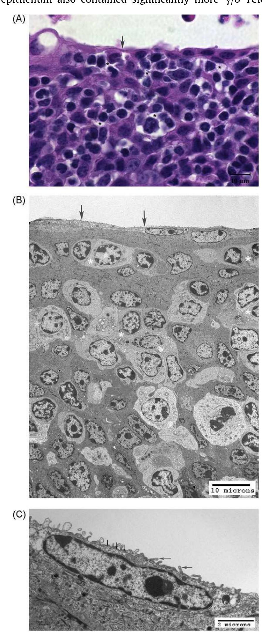 (PDF) Histology, immunohistochemistry and ultrastructure of the bovine ...