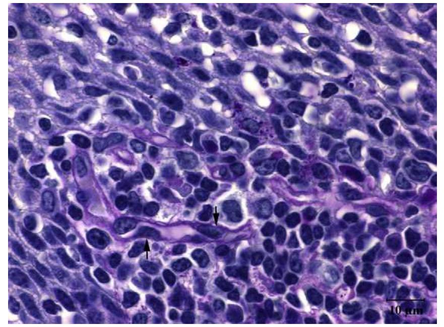 (PDF) Histology, immunohistochemistry and ultrastructure of the bovine ...