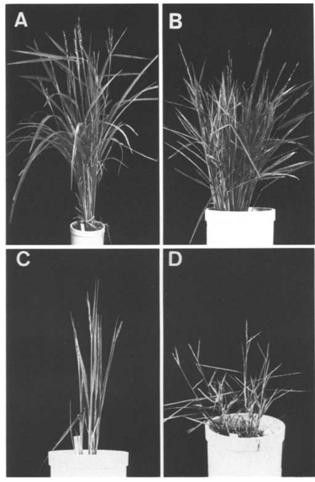 Officinalis Rice (PDF) Hybrids of rice ( Oryza sativa L.) and wild Oryza species ...