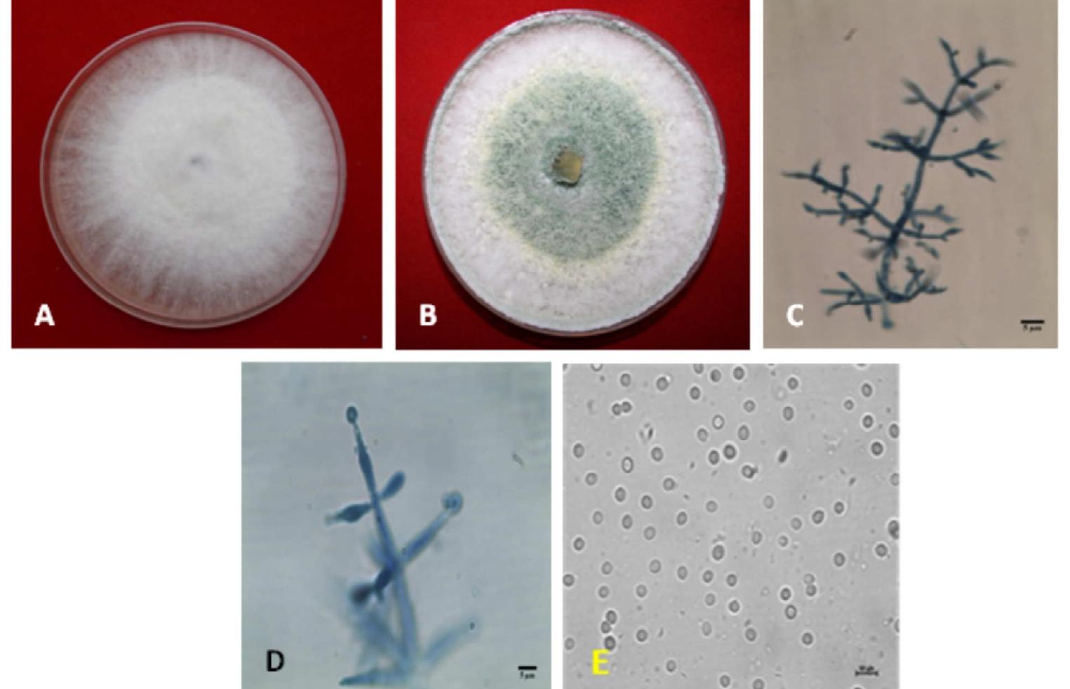 Figure 2 - from Morphological and molecular characterization