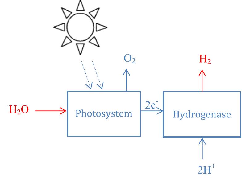 Flow diagram of the steam methane reforming process.