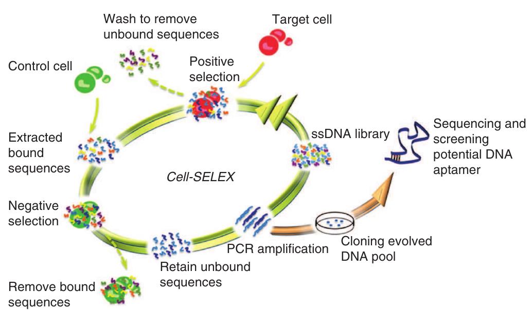 | schematic representation of dna aptamer selection using