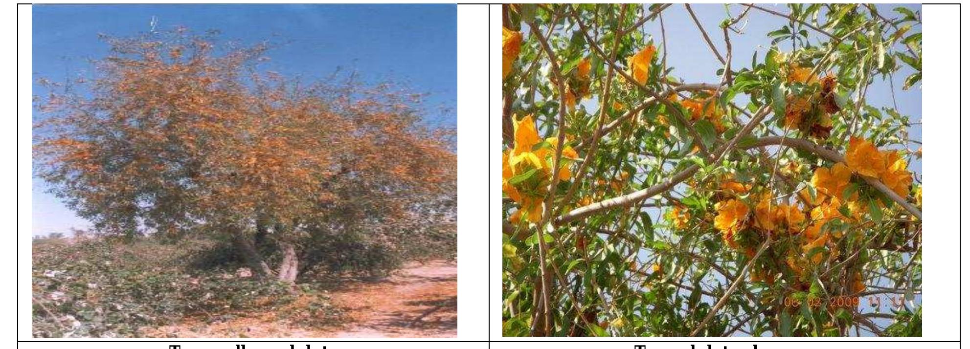 Biocon Insects (PDF) INSECT PESTS OF FORESTRY PLANTS AND THEIR MANAGEMENT